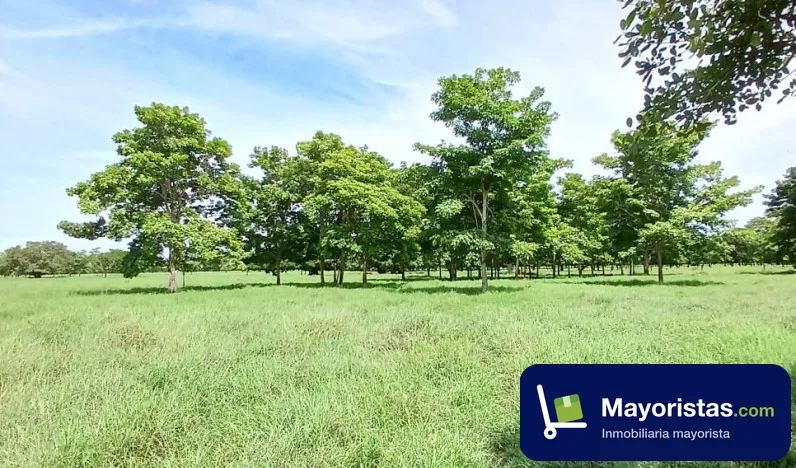 Finca ganadera de 130 ha en Cereté, Córdoba — foto 10 de 10