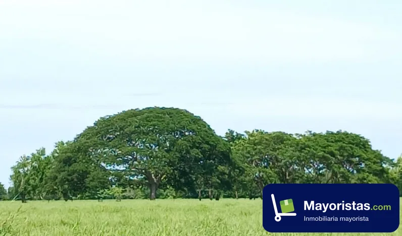 Finca ganadera de 130 ha en Cereté, Córdoba — foto 9 de 10