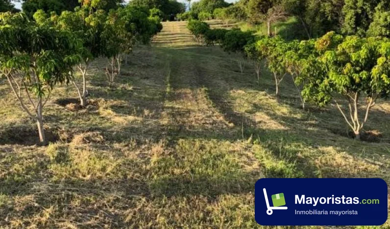 Finca ganadera de 24 ha en Guamo, Tolima