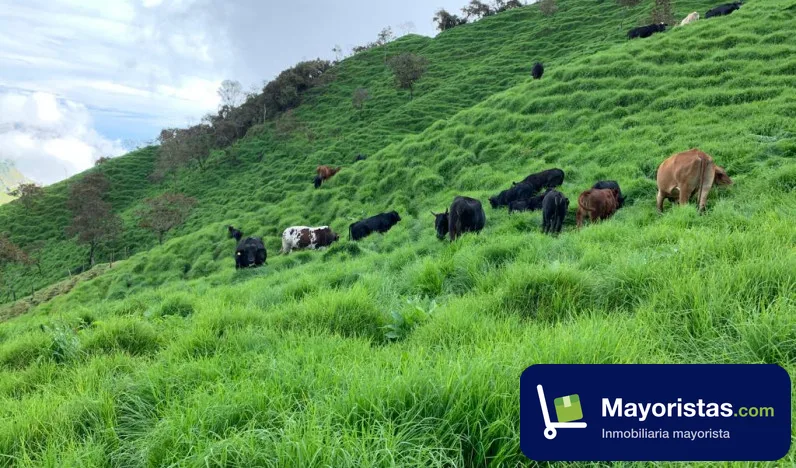Finca ganadera de 49 ha en Barbosa, Antioquia