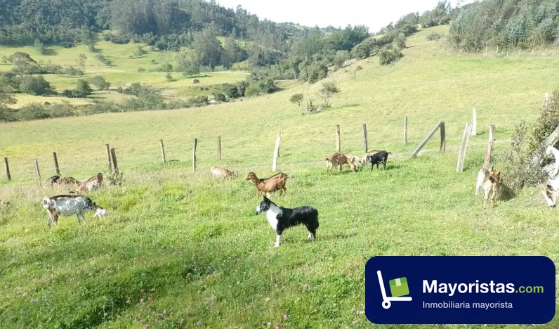 Finca ganadera de 8 ha en Cómbita, Boyacá