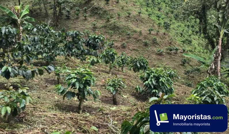 Finca cafetera de 6,8 ha en Sasaima, Cundinamarca