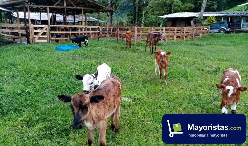 Finca ganadera de 220 ha en Frontino, Antioquia — foto 10 de 10