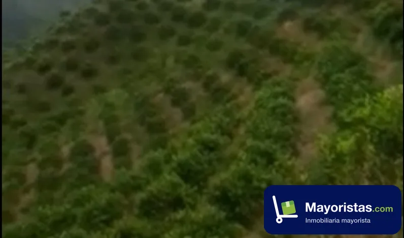 Finca agrícola de 167 ha en Abejorral, Antioquia
