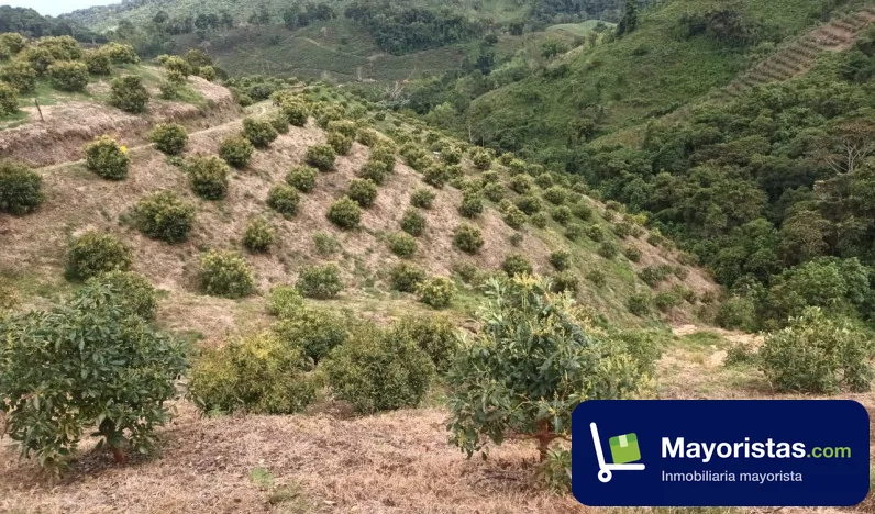 Finca agrícola de 42,5 ha en Versalles, Valle del Cauca