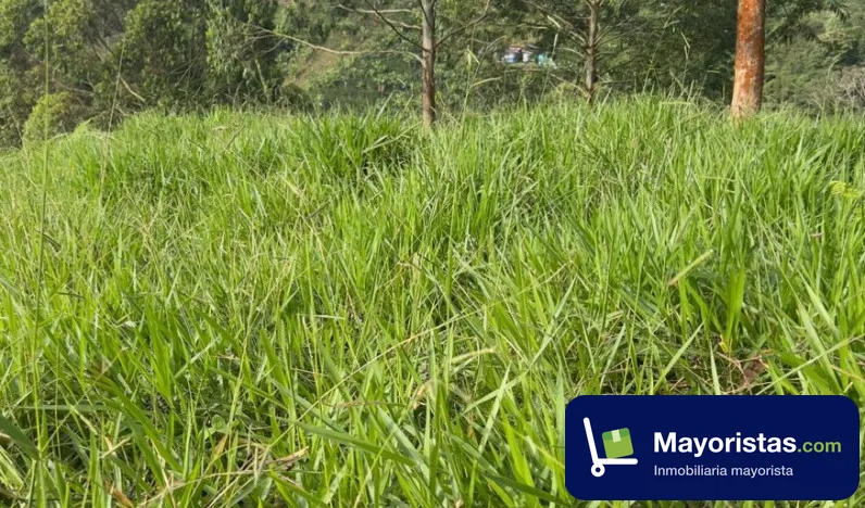 Finca cafetera de 17,9 ha en Marsella, Risaralda