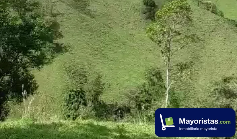 Finca ganadera de 832 ha en Herveo, Tolima — foto 9 de 9