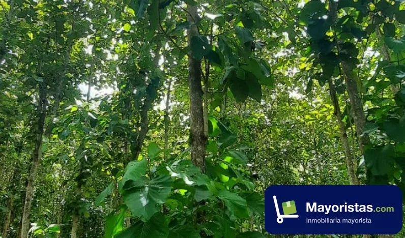 Finca agrícola de 140 ha en San Onofre, Sucre — foto 9 de 9