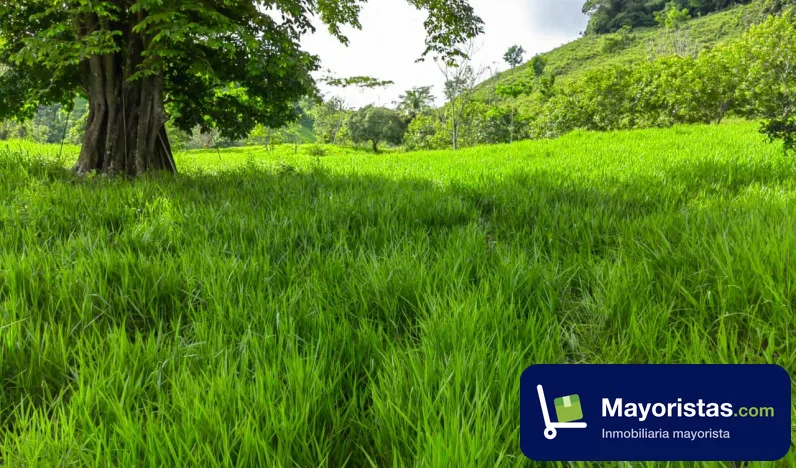 Finca ganadera de 253 ha en Puerto Berrío, Antioquia