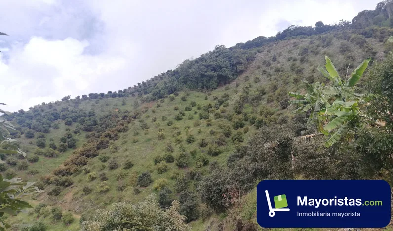 Finca cafetera de 126 ha en Salgar, Antioquia — foto 9 de 10