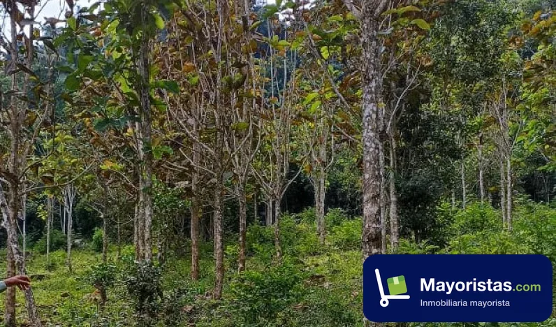 Finca ganadera de 10 ha en Puli, Cundinamarca — foto 10 de 10