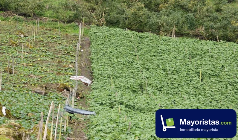 Finca agrícola de 7,7 ha en Fusagasugá, Cundinamarca — foto 9 de 10