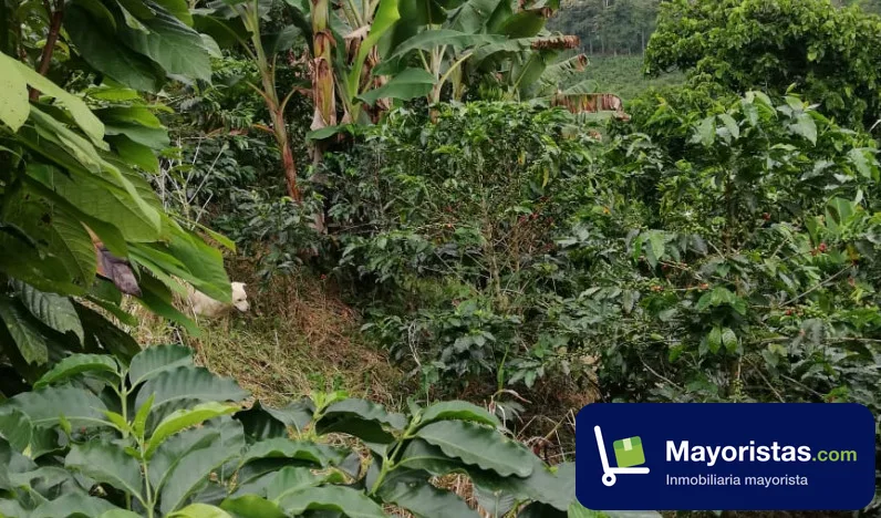 Finca cafetera de 12 ha en Manizales, Caldas — foto 10 de 10
