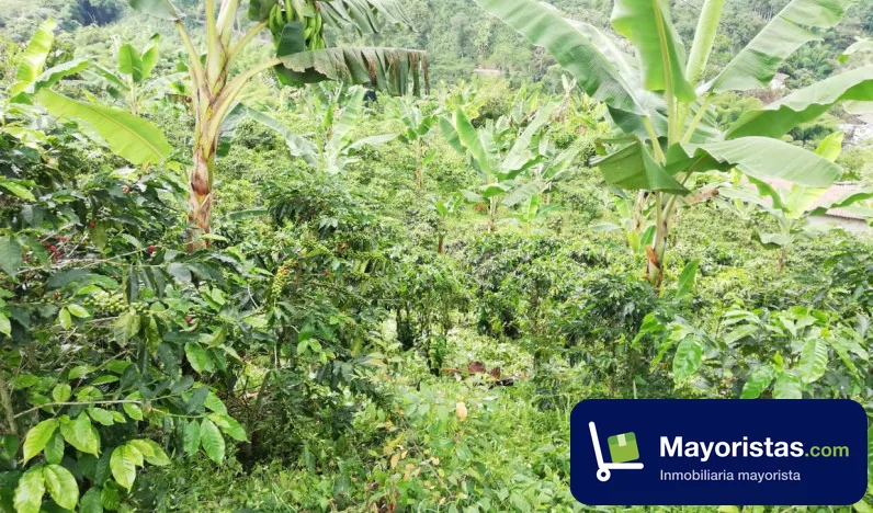 Finca cafetera de 12 ha en Manizales, Caldas — foto 9 de 10