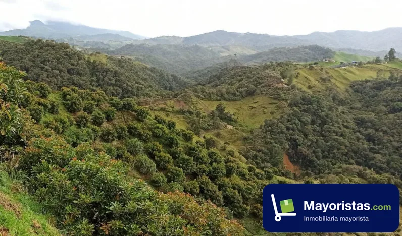 Finca ganadera de 14 ha en La Unión, Antioquia