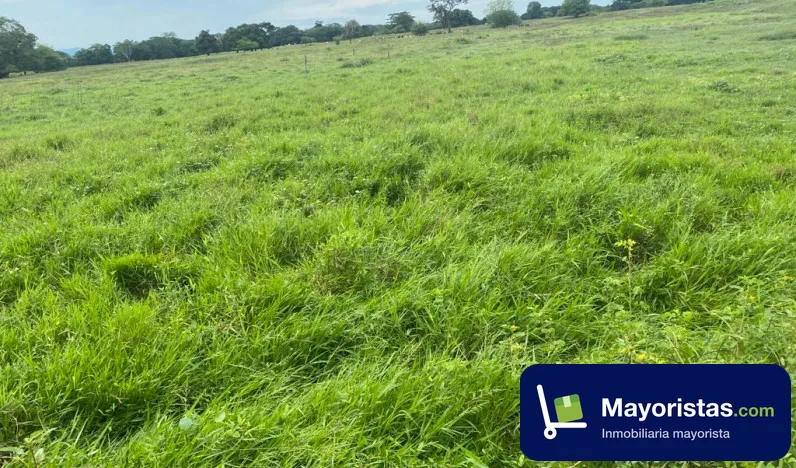 Finca ganadera de 390 ha en Aguachica, Cesar — foto 9 de 10