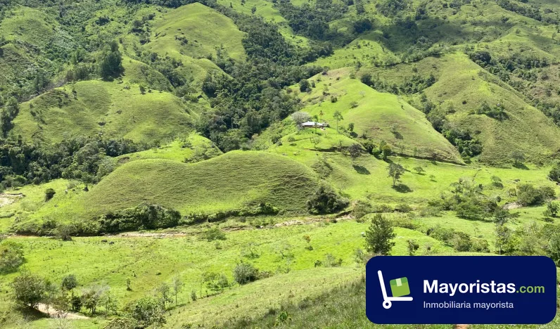 Finca ganadera de 280 ha en Amalfi, Antioquia
