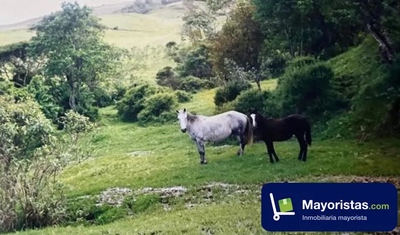 Finca ganadera de 277 ha en Tuluá, Valle del Cauca — foto 10 de 10
