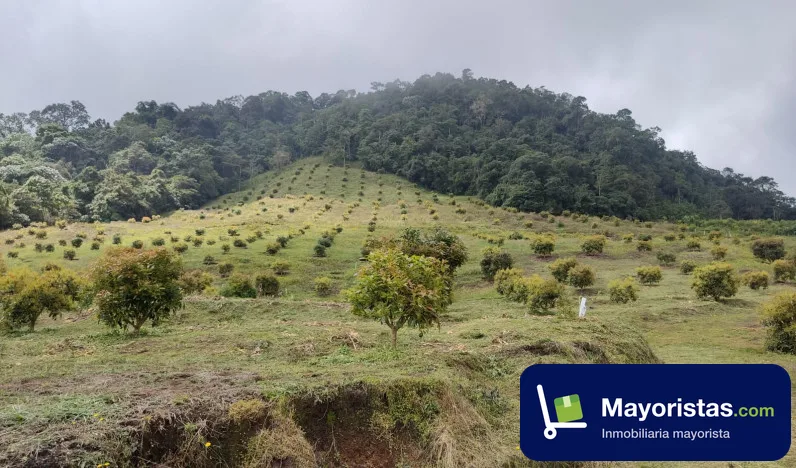 Finca agrícola de 29 ha en Génova, Quindío