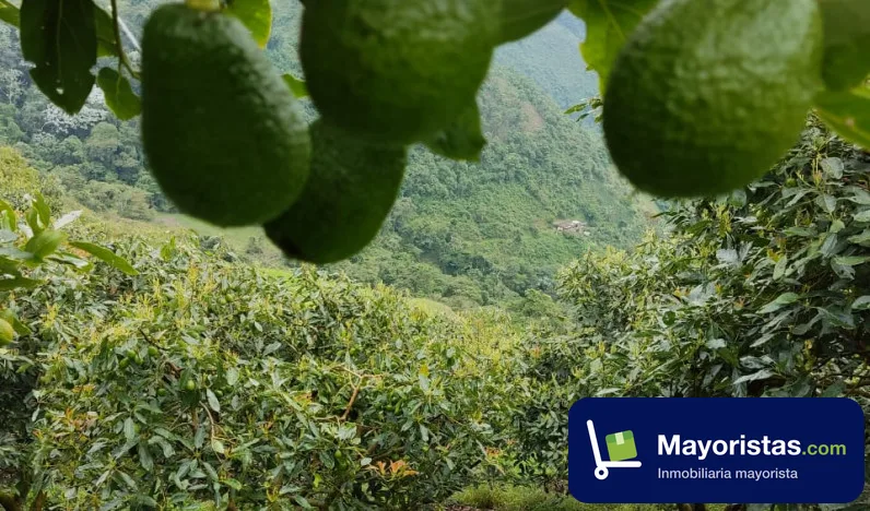 Finca agrícola de 29 ha en Génova, Quindío — foto 9 de 10