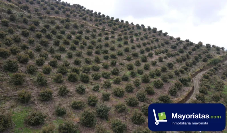 Finca agrícola de 93 ha en Villamaria, Caldas