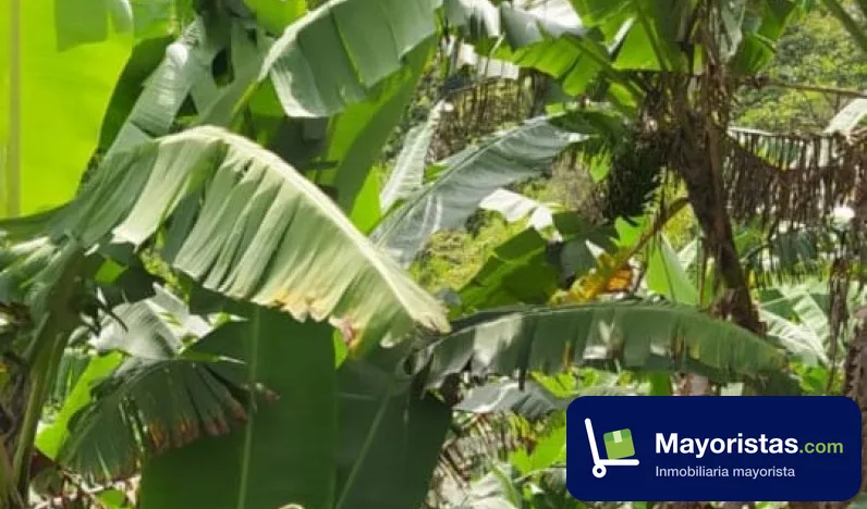 Finca cafetera de 25 ha en Viani, Cundinamarca — foto 9 de 9