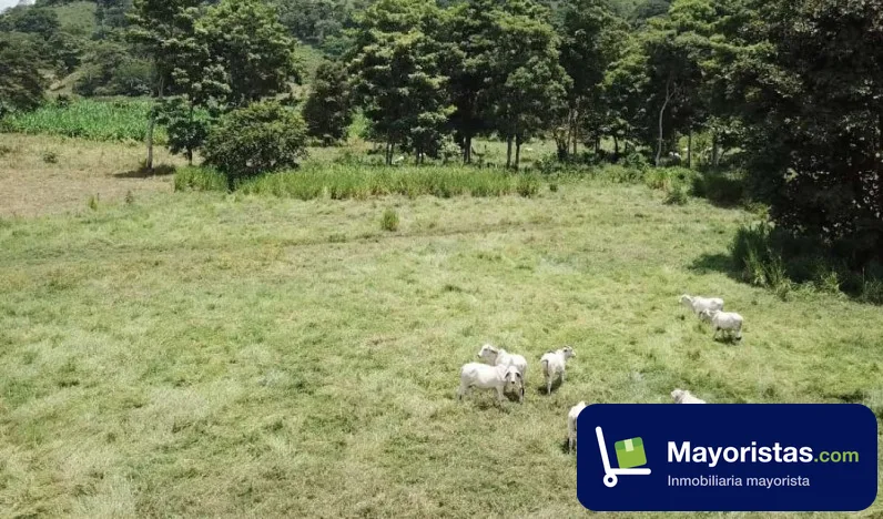 Finca ganadera de 40 ha en Montería, Córdoba — foto 10 de 10