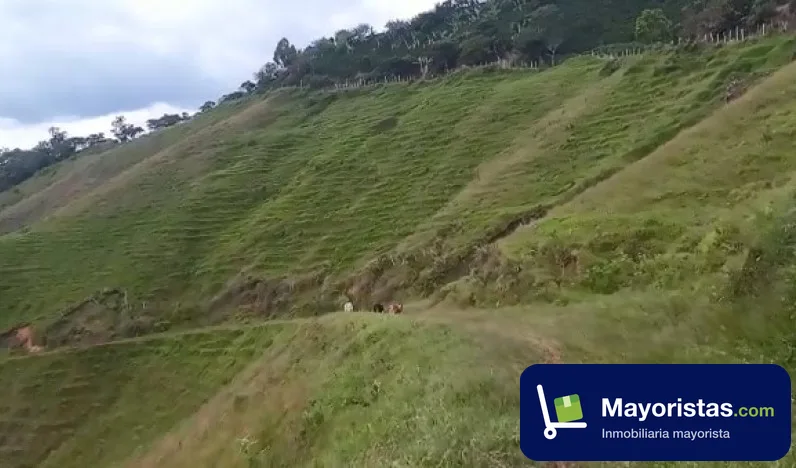 Finca cafetera de 75 ha en Abejorral, Antioquia