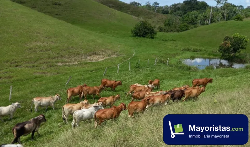Finca ganadera de 400 ha en Puerto Boyacá, Boyacá