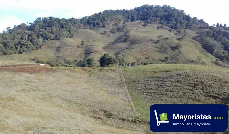 Finca ganadera de 141 ha en Jericó, Antioquia