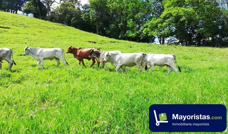 Finca ganadera de 61 ha en Filadelfia, Caldas