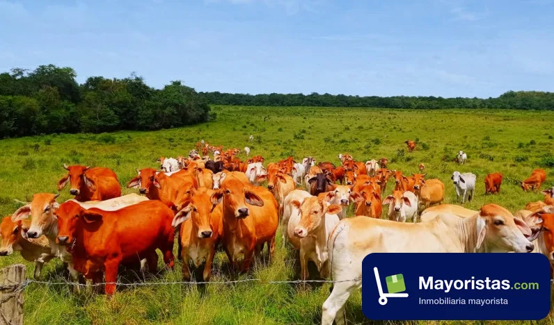 Finca ganadera de 1.200 ha en Puerto López, Meta