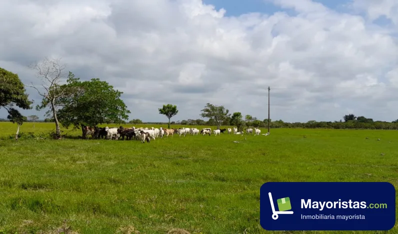 Finca ganadera de 20 ha en Hato Corozal, Casanare