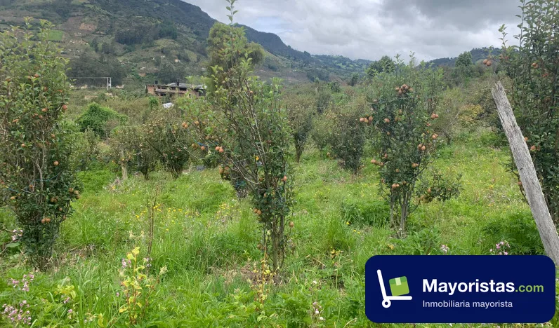 Finca agrícola de 2,5 ha en Nuevo Colón, Boyacá