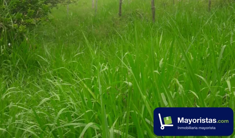 Finca ganadera de 50 ha en Sabana de Torres, Santander