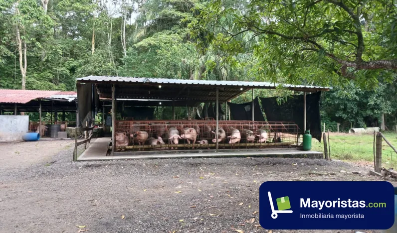 Finca agrícola de 2,5 ha en Puerto Boyacá, Boyacá — foto 10 de 10