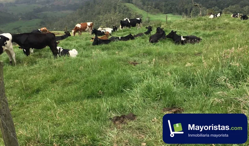 Finca ganadera de 304 ha en San José de La Montaña, Antioquia — foto 9 de 10