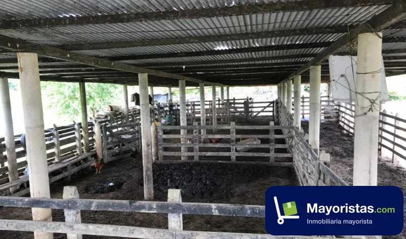 Finca ganadera de 215 ha en Necoclí, Antioquia — foto 10 de 10