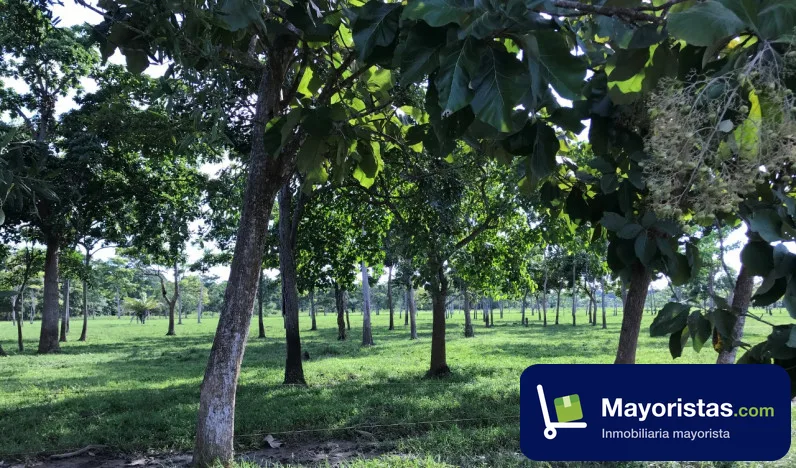 Finca ganadera de 215 ha en Necoclí, Antioquia — foto 9 de 10