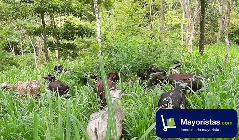 Finca ganadera de 57,6 ha en Pauna, Boyacá — foto 9 de 10