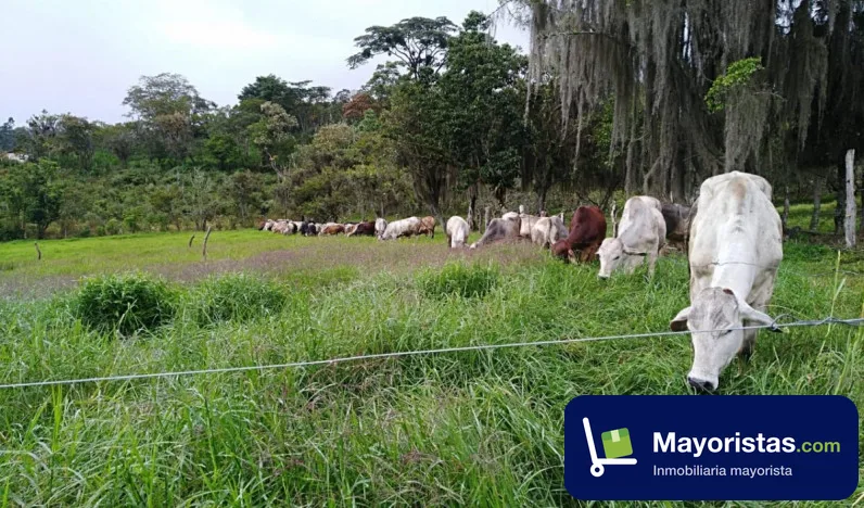 Finca ganadera de 6 ha en Vélez, Santander
