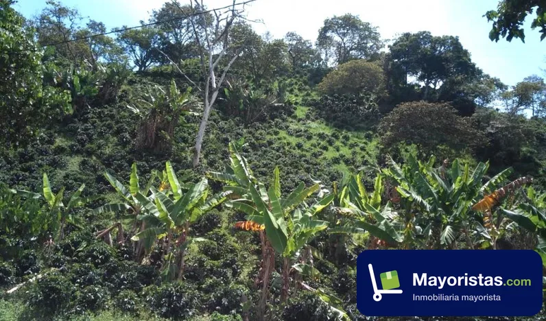 Finca cafetera de 21,8 ha en Fredonia, Antioquia