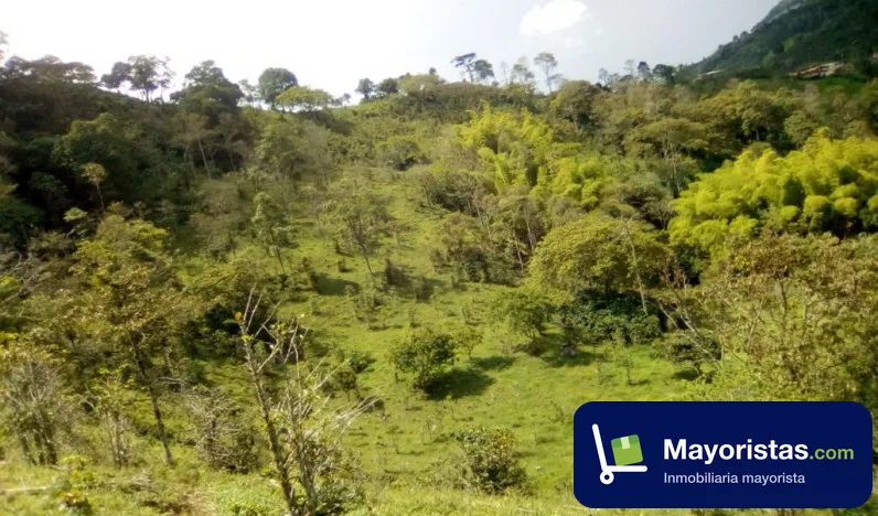 Finca cafetera de 21,8 ha en Fredonia, Antioquia — foto 9 de 10