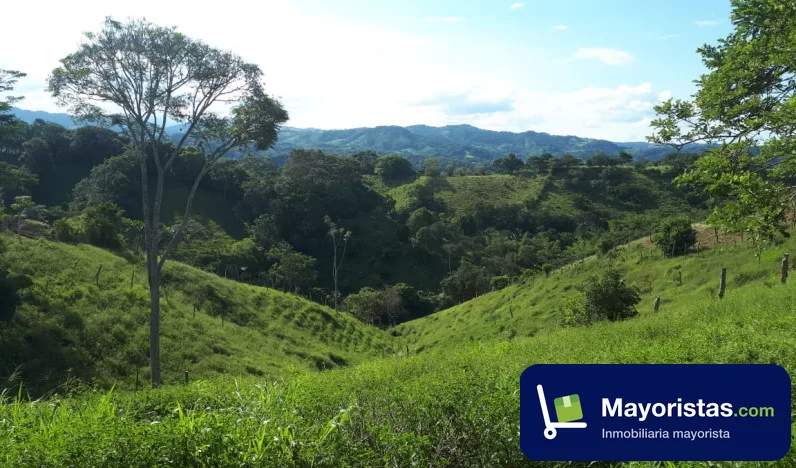 Finca ganadera de 262,4 ha en La Dorada, Caldas — foto 9 de 9