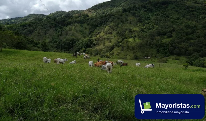 Finca ganadera de 60 ha en Charalá, Santander