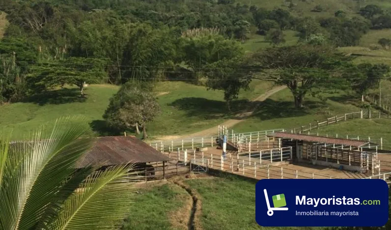 Finca ganadera de 339,2 ha en Viterbo, Caldas
