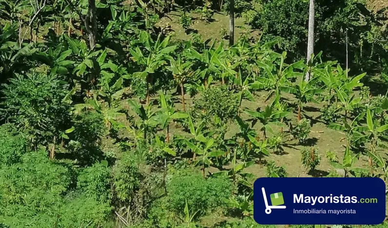 Finca cafetera de 2,6 ha en Dabeiba, Antioquia