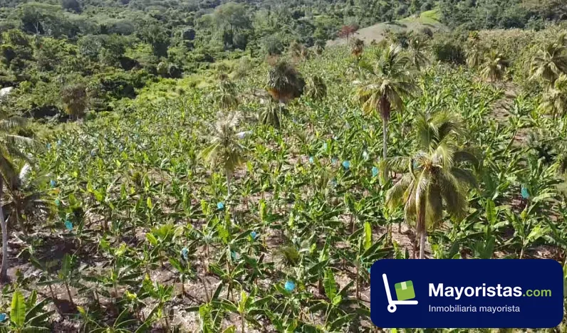 Finca agrícola de 11,8 ha en San Juan de Urabá, Antioquia