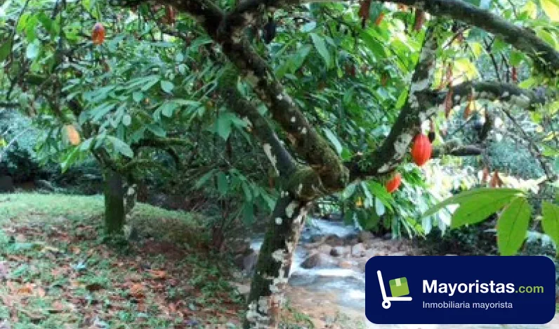 Finca ganadera de 20 ha en Tarazá, Antioquia — foto 10 de 10
