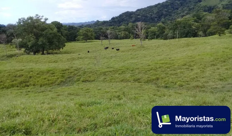Finca ganadera de 1.050 ha en Victoria, Caldas